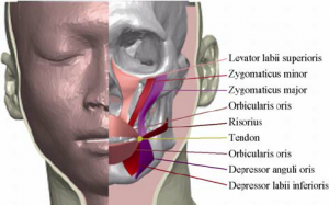 تأثیر عضلات صورت روی رشد دندان